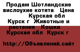 Продам Шотландские вислоухие котята › Цена ­ 5 000 - Курская обл., Курск г. Животные и растения » Кошки   . Курская обл.,Курск г.